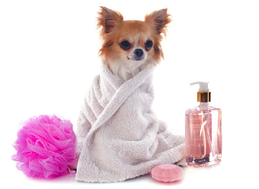 Increasing Pet Day Spa Profits