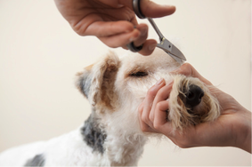mobile pet grooming