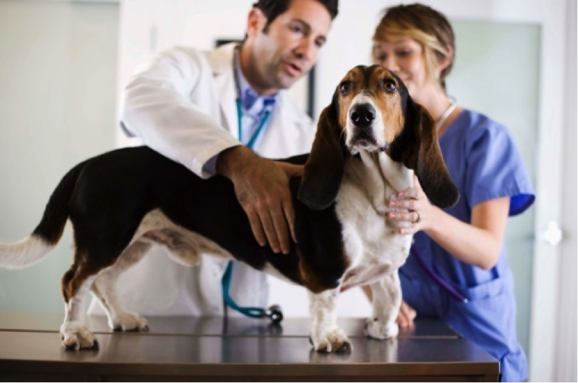7 Ways to Have a Successful Veterinary Office