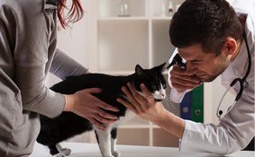 successful veterinary office