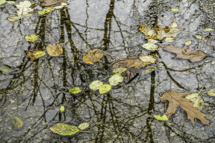 Autumn at a glance Variety of leaves in puddle on asphalt path that reflects bare trees and overcast sky, October in northern Illinois, with themes of nature, weather, transition