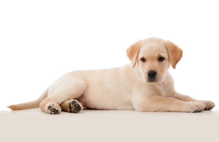 5 Tips To Increase Revenue For The Pet Care Industry