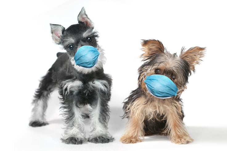 Quikstone Cares: The SPCA And Humane Society Of Tampa Bay
