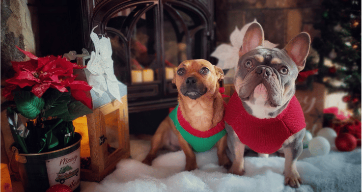 10 Safe And Stress-Free Suggestions For Holiday Travel With Your Pet