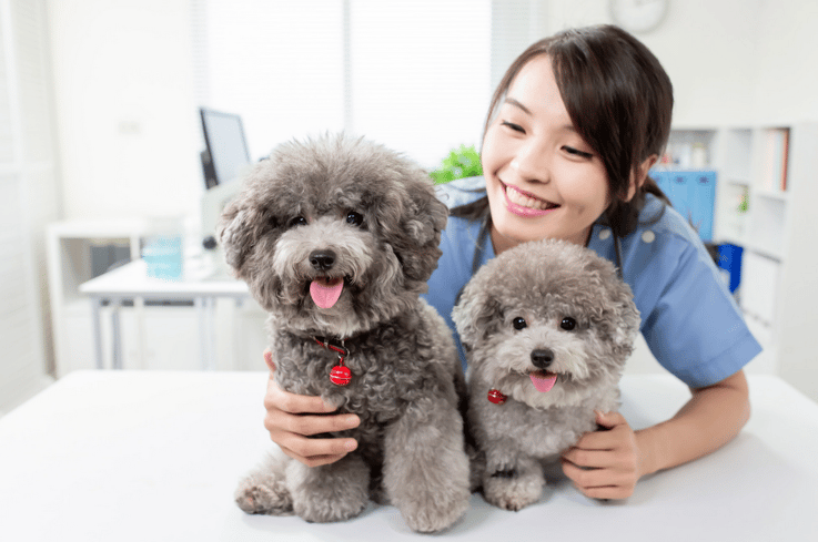 Navigating The Pet Care Industry In 2024