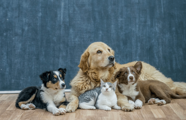 Paws And Planes: Holiday Pet Travel Tips