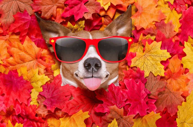 Fall Funnies: The Small Business Owner's Guide To Surviving Sweater Weather