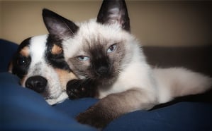 Pets And Small Business: The Perfect Match