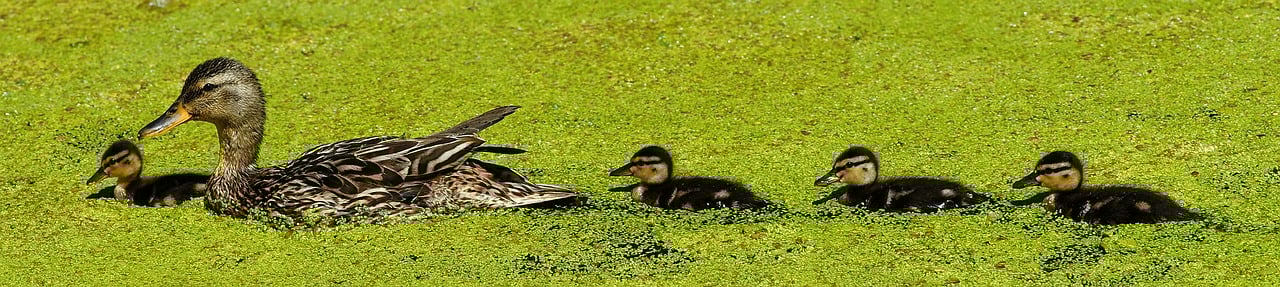 Get Your Ducks In A Row: 7 Renovation Tips For Small Business Owners