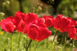 Celebrating Spring At Your Small Business