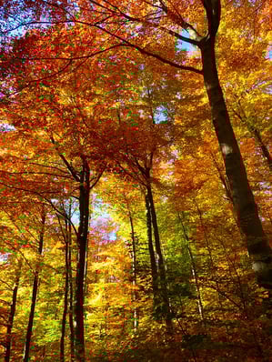 Awesome Autumn Recipes To Increase Restaurant Revenue