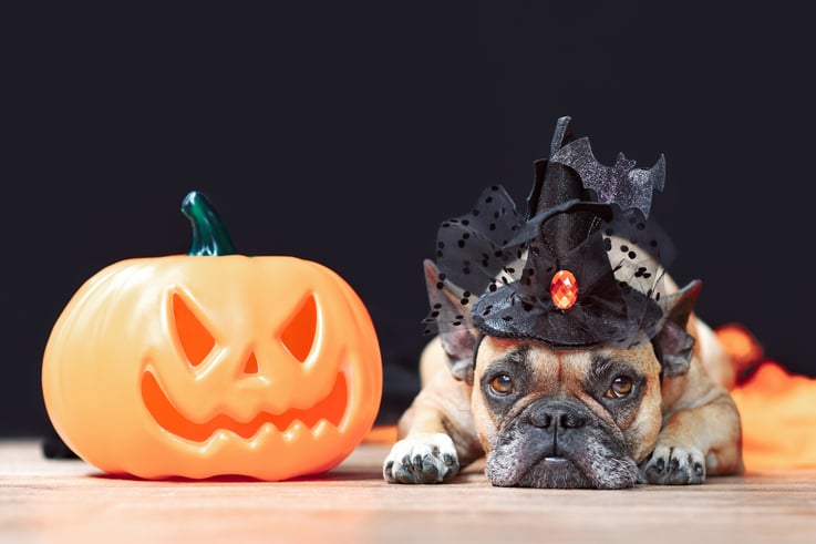 Trick Or Treat Pet Protection Tips