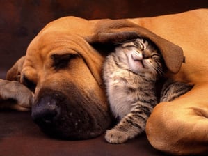 How a Pet Friendly Environment Benefits your Business