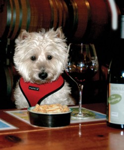 How a Pet Friendly Environment Benefits your Business