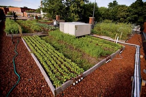 Farm to Table Trend is not just a Trend