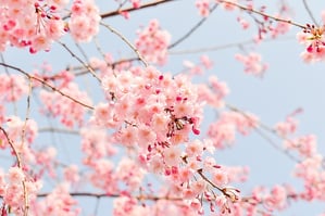 Celebrating Spring At Your Small Business