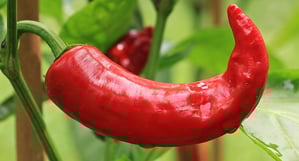 3 Winter Menu Items To Keep Your Customers Warm