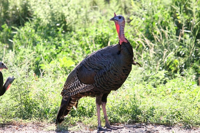 10 Thanksgiving Food Facts